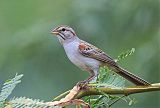 Rufous-winged Sparrowborder=